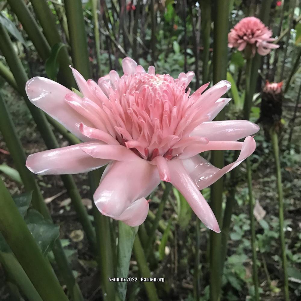 Photo of Ginger Torch Lily (Etlingera elatior 'Sweet Pink') uploaded by sedumzz