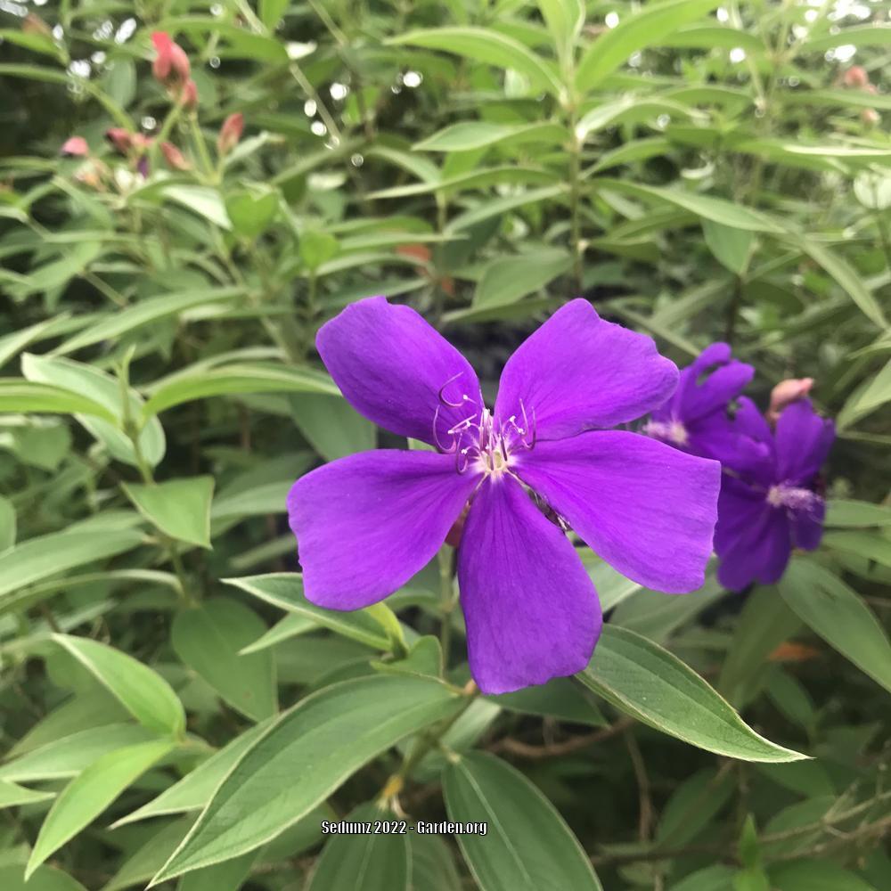 Photo of Princess Flower (Pleroma urvilleanum) uploaded by sedumzz
