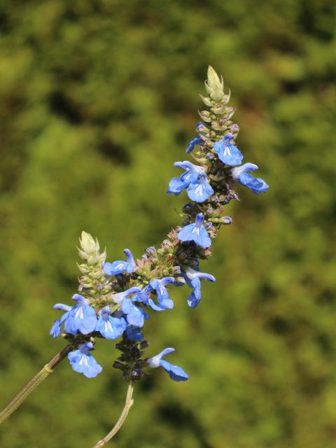 Photo of Bog Sage (Salvia uliginosa) uploaded by RuuddeBlock