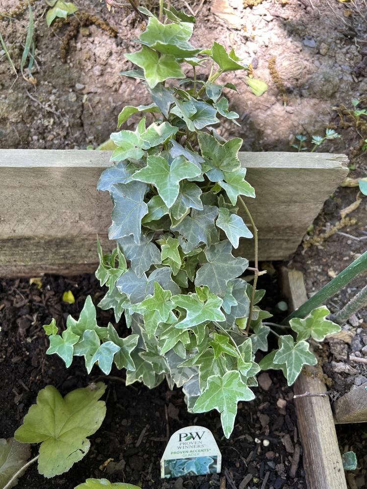 Photo of English Ivy (Hedera helix 'Glacier') uploaded by TheCreekKid