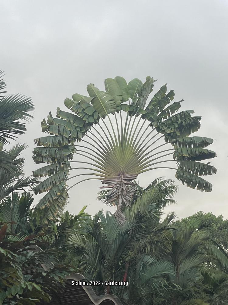 Photo of Travelers Palm (Ravenala madagascariensis) uploaded by sedumzz