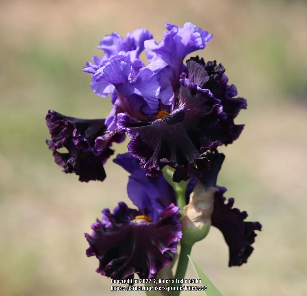 Photo of Tall Bearded Iris (Iris 'Nobleman's Fancy') uploaded by Valery33