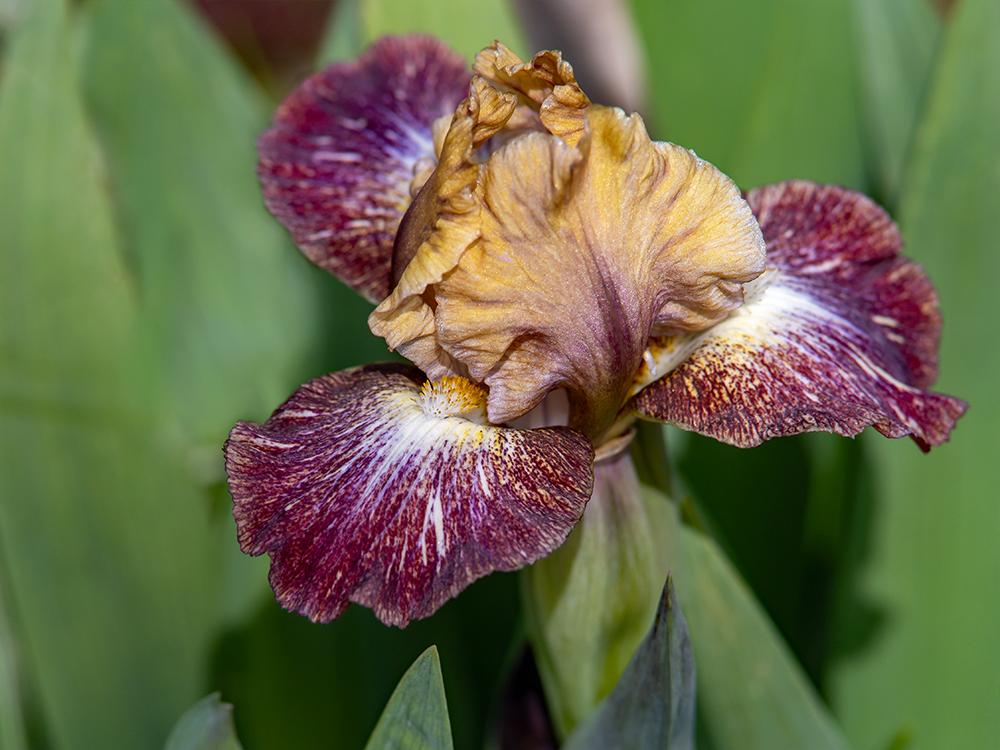 Photo of Standard Dwarf Bearded Iris (Iris 'Circus Act') uploaded by dirtdorphins