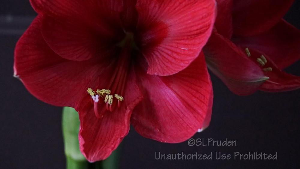 Photo of Amaryllis (Hippeastrum 'Pink Rival') uploaded by DaylilySLP
