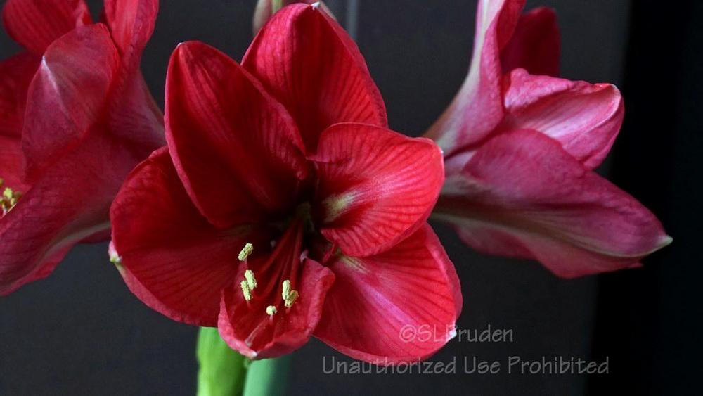 Photo of Amaryllis (Hippeastrum 'Pink Rival') uploaded by DaylilySLP