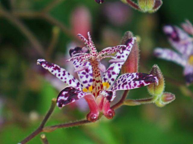 Photo of Empress Toad Lily (Tricyrtis 'Empress') uploaded by RuuddeBlock