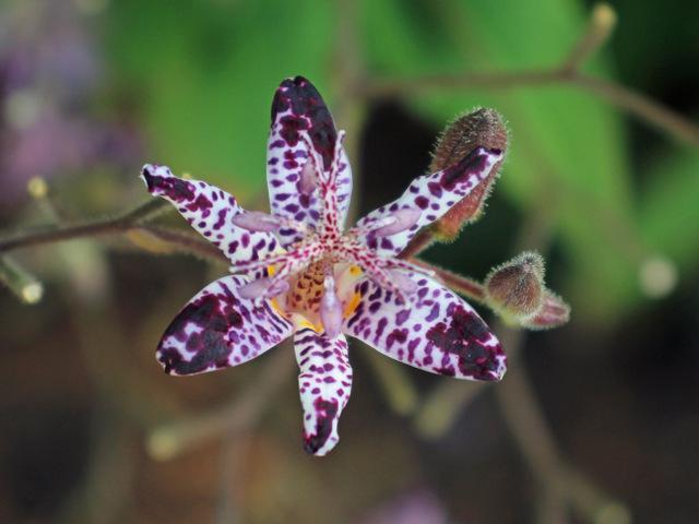 Photo of Empress Toad Lily (Tricyrtis 'Empress') uploaded by RuuddeBlock