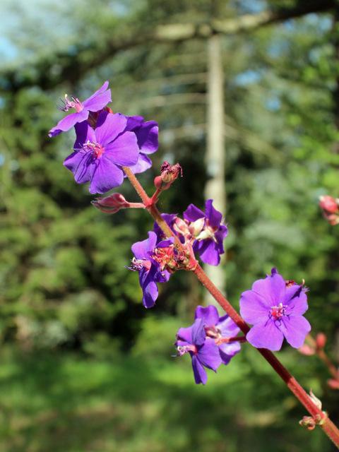 Photo of Princess Flower (Pleroma urvilleanum) uploaded by RuuddeBlock