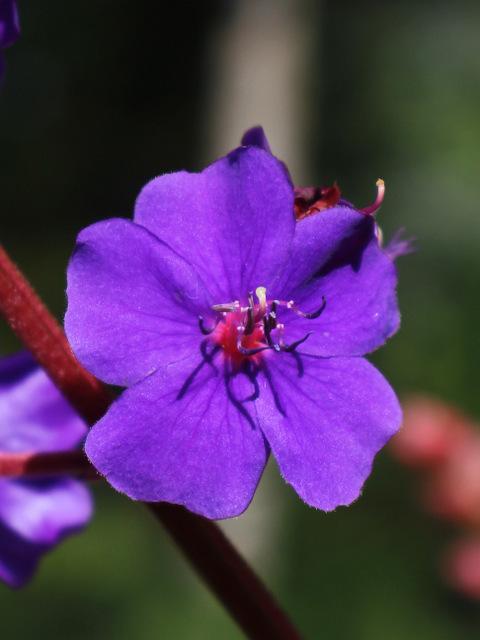 Photo of Princess Flower (Pleroma urvilleanum) uploaded by RuuddeBlock