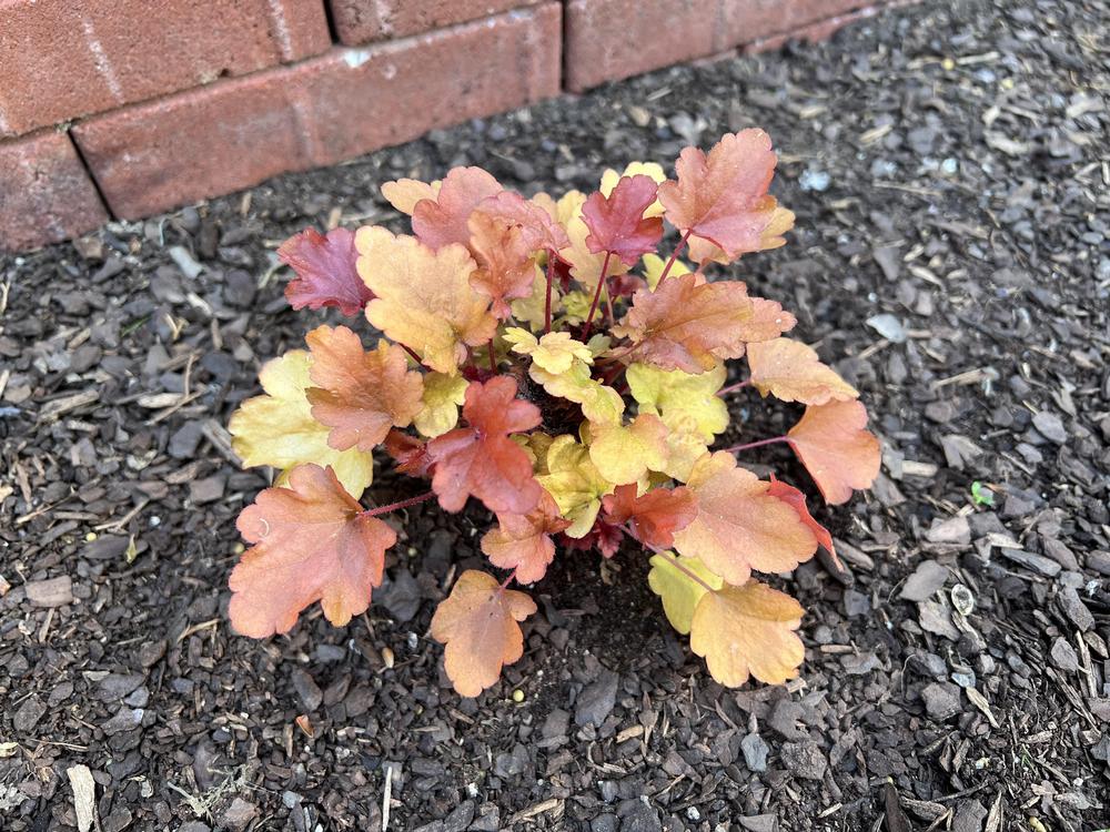Photo of Coral Bells (Heuchera 'Peach Flambe') uploaded by TheCreekKid