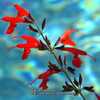 Background is the water in the swimming pool; this Salvia is grow