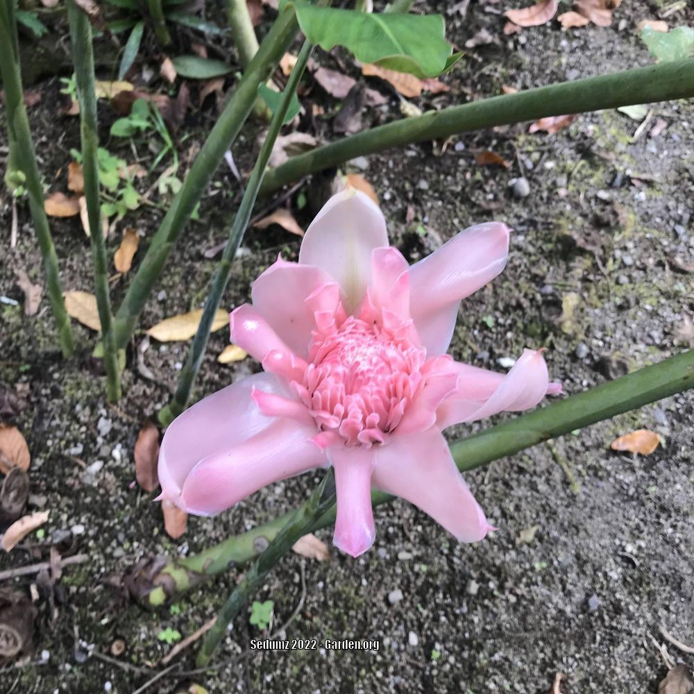 Photo of Ginger Torch Lily (Etlingera elatior 'Sweet Pink') uploaded by sedumzz