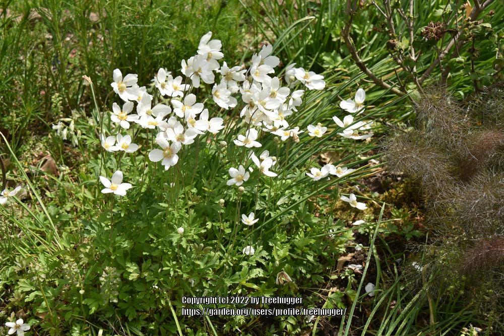 Photo of Snowdrop Anemone (Anemone sylvestris) uploaded by treehugger