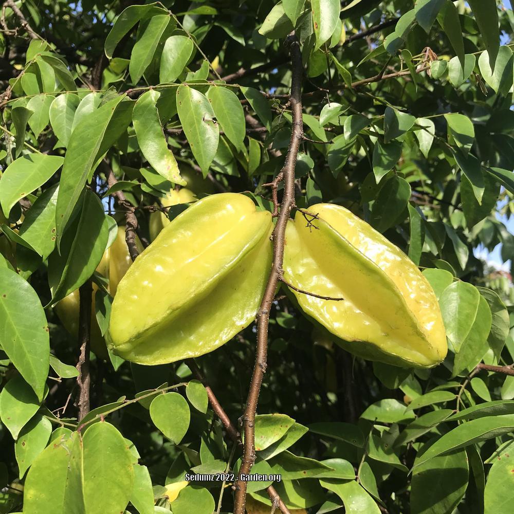 Photo of Star Fruit (Averrhoa carambola) uploaded by sedumzz