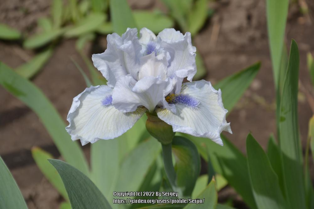 Photo of Intermediate Bearded Iris (Iris 'Love's Tune') uploaded by Serjio