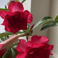 Location: My garden in Tampa, Florida
Date: 2022-12-26
My over wintered desert rose is continuing to bloom.