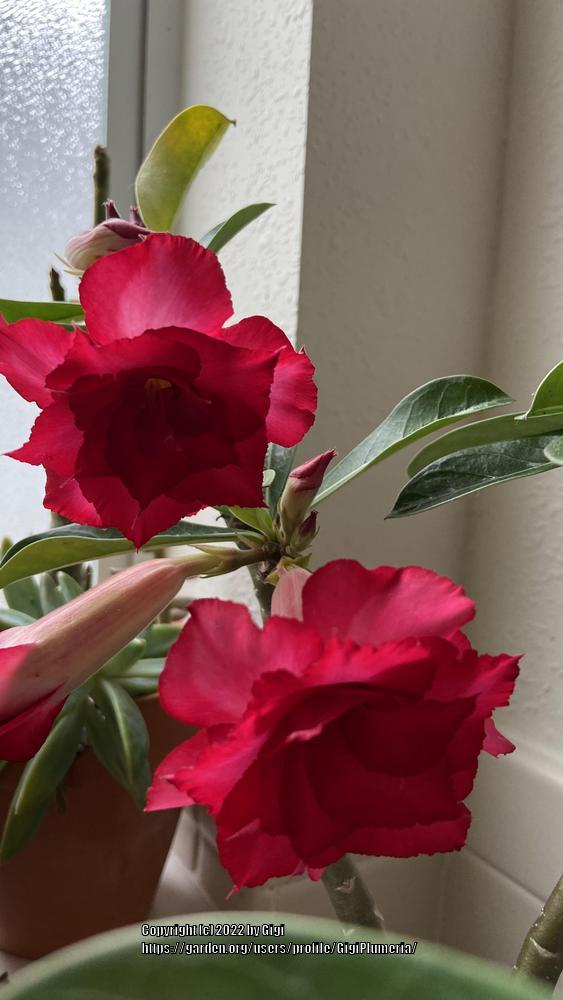 Photo of Desert Rose (Adenium obesum 'Red Eagle') uploaded by GigiPlumeria