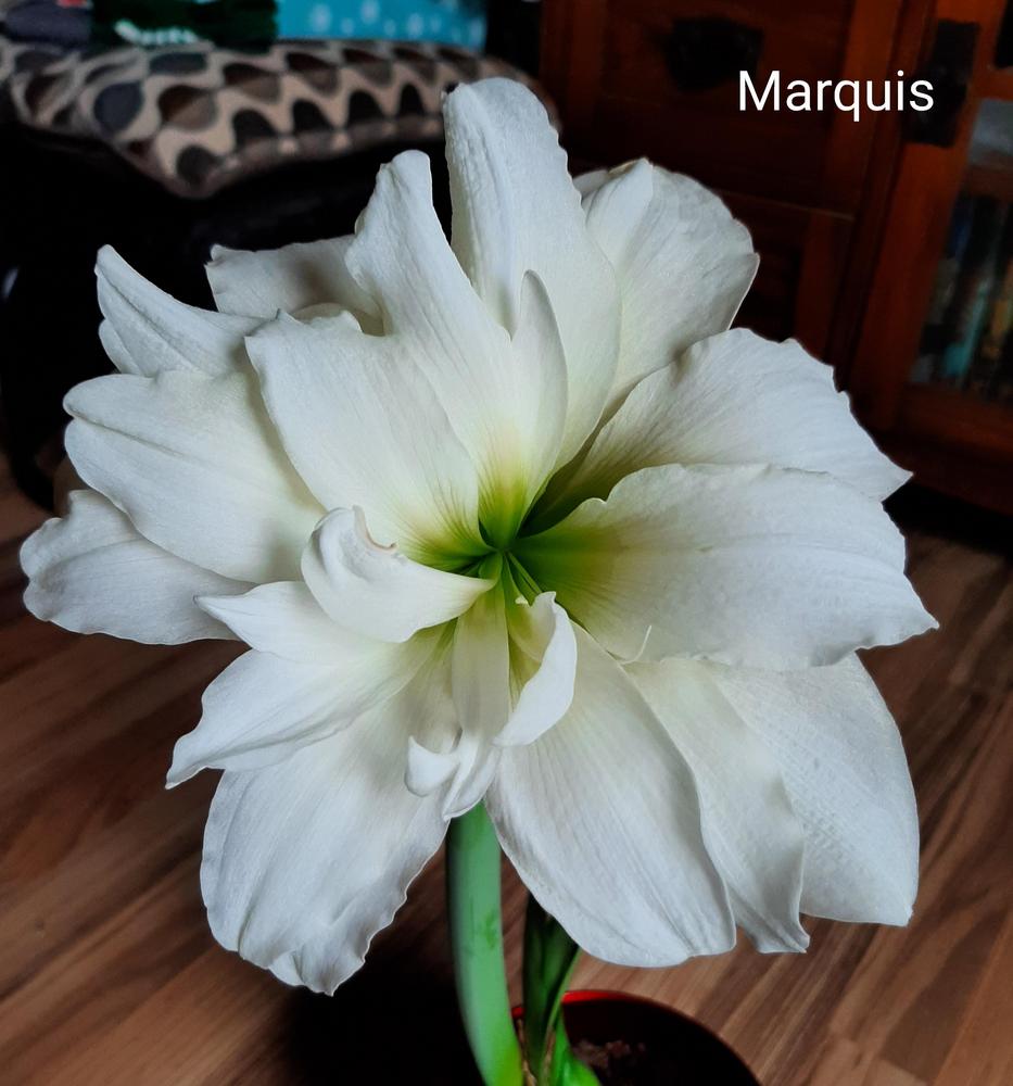 Photo of Amaryllis (Hippeastrum 'Marquis') uploaded by pixie62560