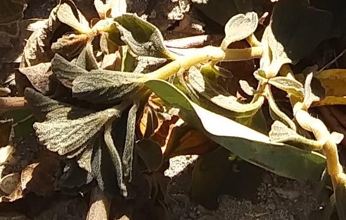 Photo of Vicks Plant (Plectranthus hadiensis) uploaded by purpleinopp