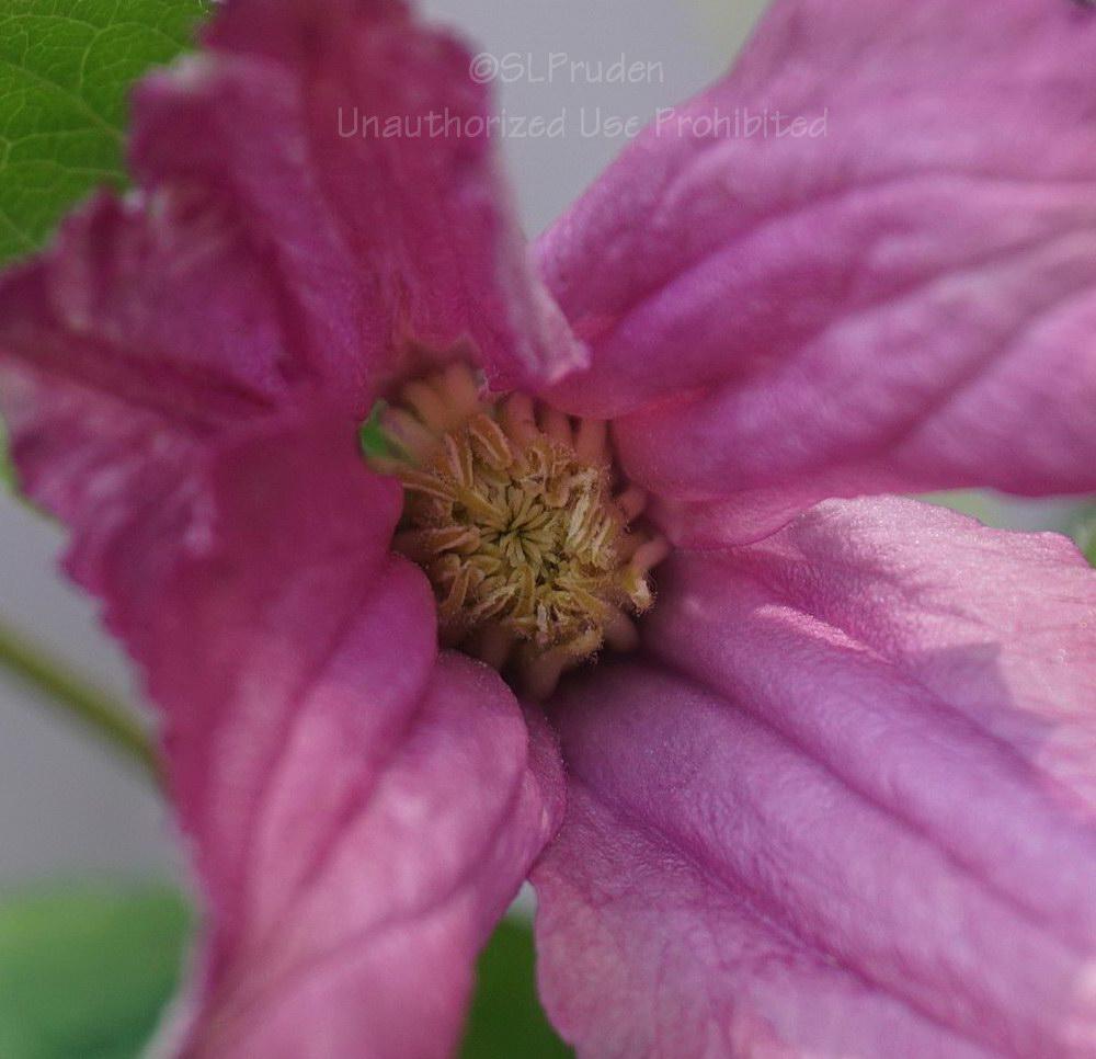 Photo of Clematis (Clematis integrifolia 'Alionushka') uploaded by DaylilySLP