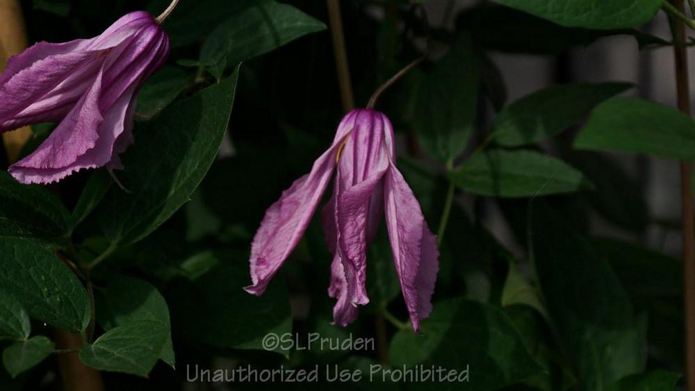 Photo of Clematis (Clematis integrifolia 'Alionushka') uploaded by DaylilySLP