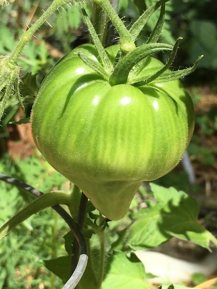 Photo of Tomato (Solanum lycopersicum 'Nicky Crain') uploaded by antsinmypants
