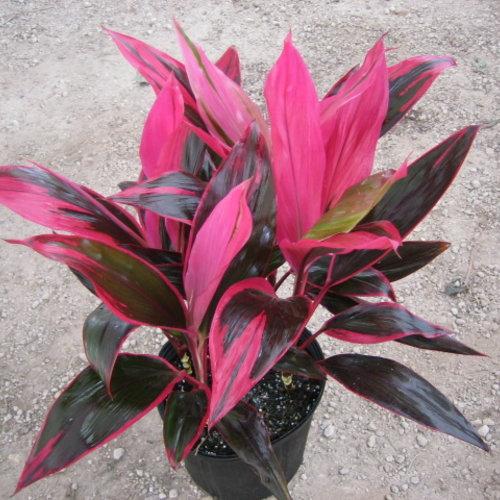 Photo of Ti Plant (Cordyline fruticosa 'Red Sister') uploaded by Calif_Sue
