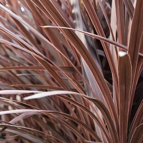 Photo of Cabbage Tree (Cordyline australis 'Red Star') uploaded by Calif_Sue