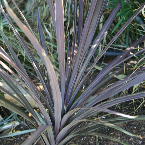 Photo of Cabbage Tree (Cordyline australis 'Red Sensation') uploaded by Calif_Sue