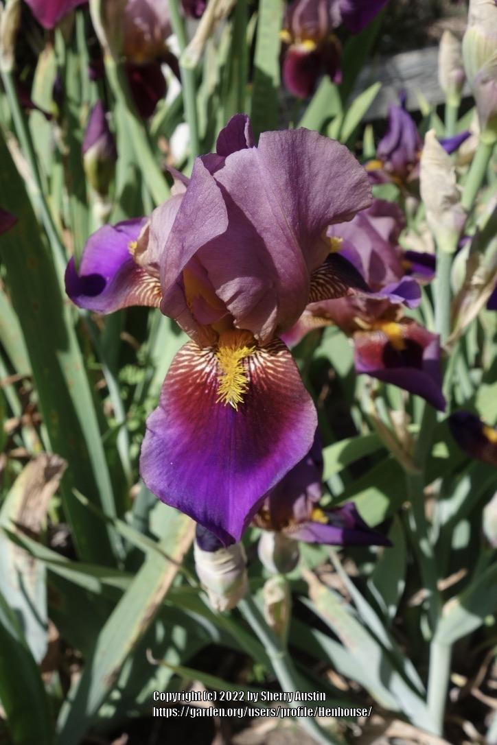 Photo of Tall Bearded Iris (Iris 'Rhapsody') uploaded by Henhouse