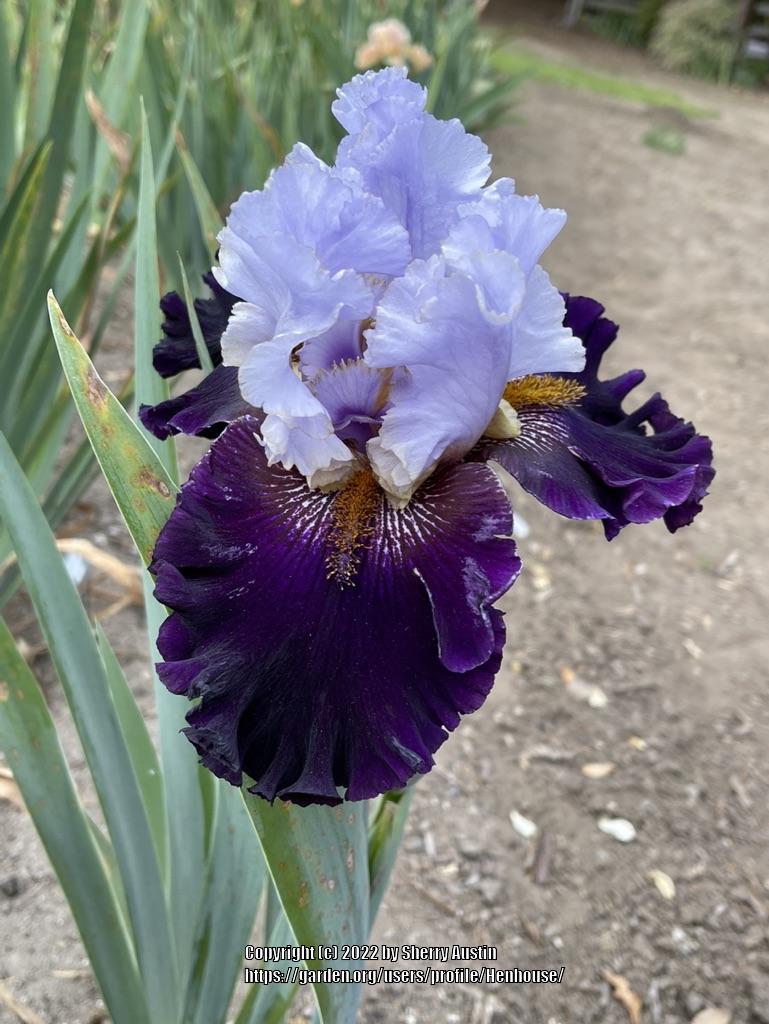 Photo of Tall Bearded Iris (Iris 'Sea of Darkness') uploaded by Henhouse