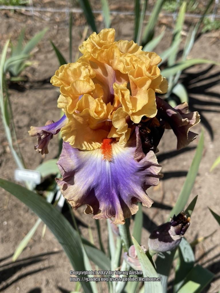 Photo of Tall Bearded Iris (Iris 'True Colors') uploaded by Henhouse