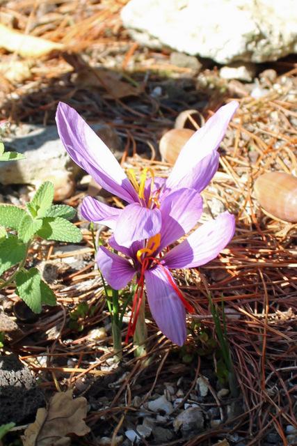 Photo of Saffron Crocus (Crocus sativus) uploaded by RuuddeBlock