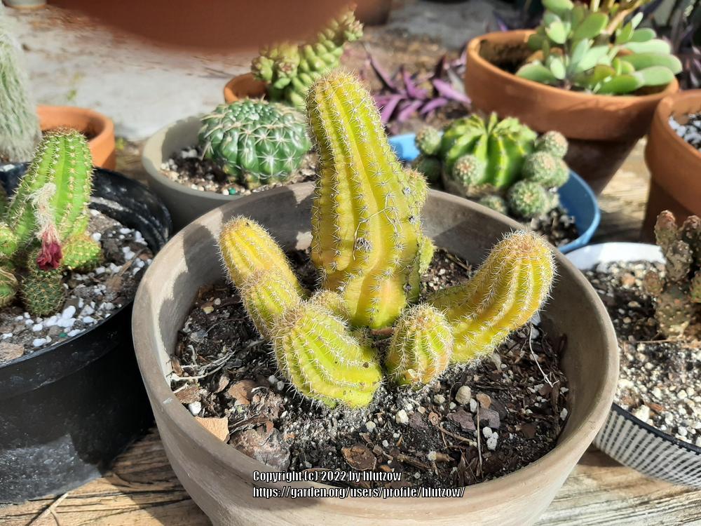 Photo of Peanut Cactus (Chamaecereus silvestrii) uploaded by hlutzow