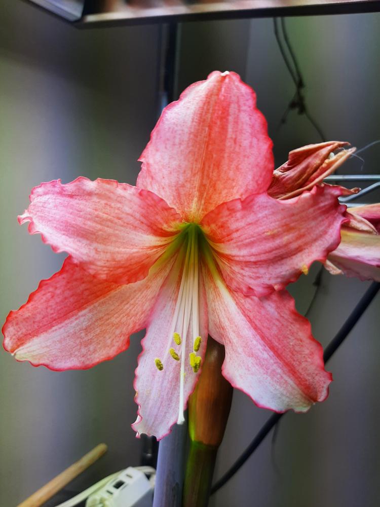 Photo of Amaryllis (Hippeastrum 'Tinkerbell') uploaded by pixie62560