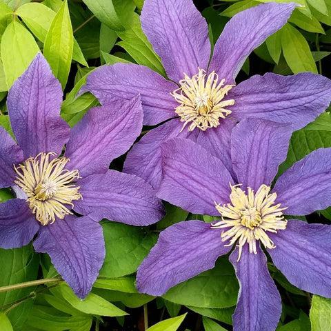 Photo of Clematis Hudson River uploaded by Calif_Sue