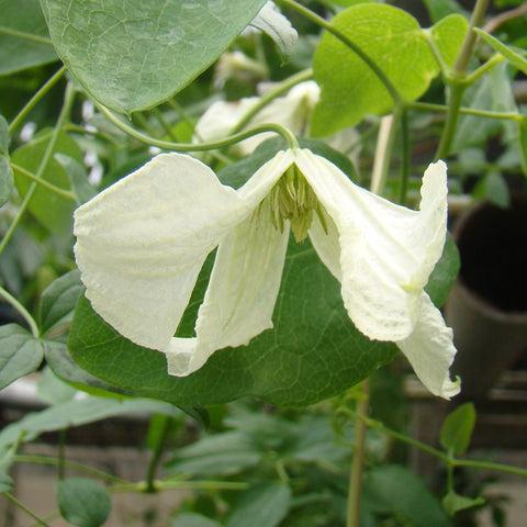 Photo of Clematis (Clematis viticella 'Hagelby White') uploaded by Calif_Sue
