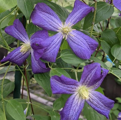 Photo of Clematis 'Jenny' uploaded by Calif_Sue