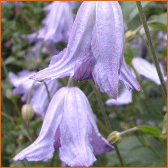 Photo of Clematis (Clematis viticella 'Hanna') uploaded by Calif_Sue
