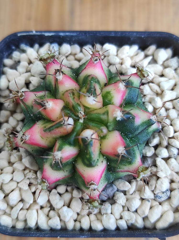 Photo of Chin Cactus (Gymnocalycium mihanovichii) uploaded by Kaktus