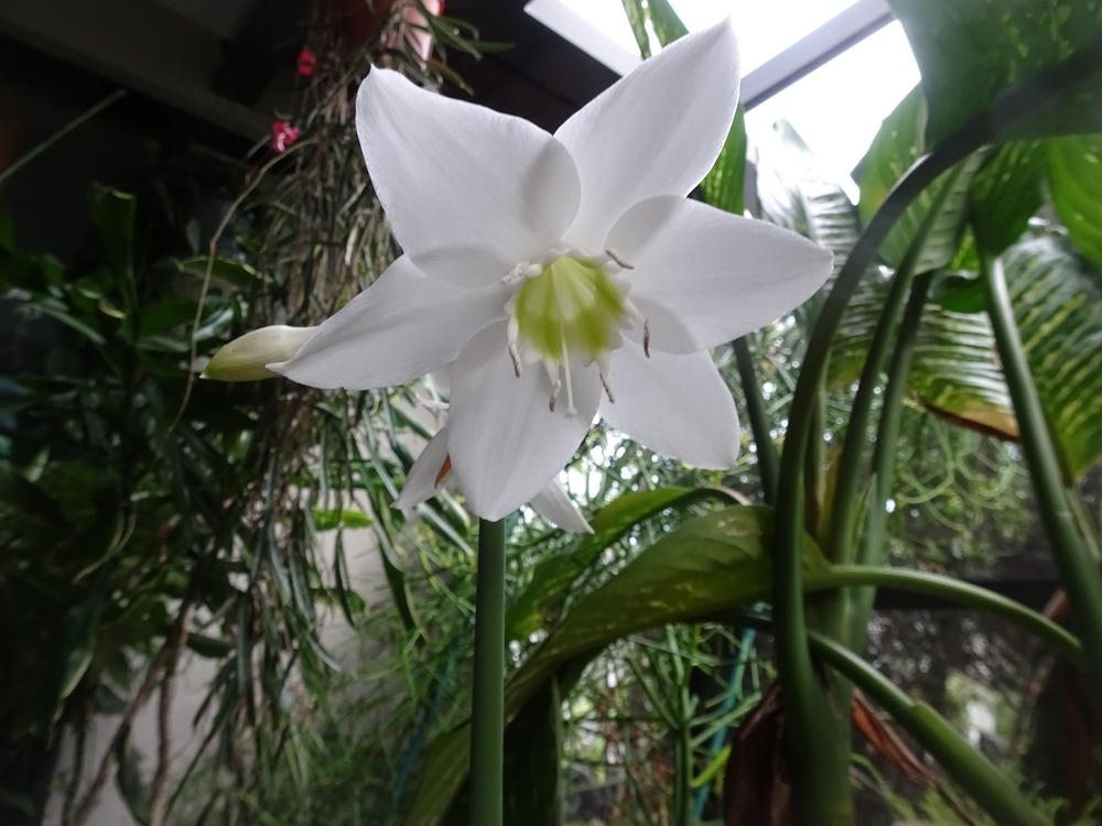 Photo of Amazon Lily (Urceolina x grandiflora) uploaded by zylvert