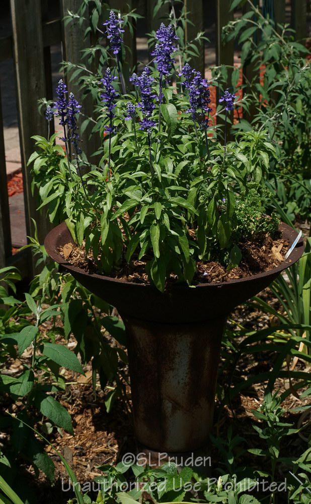Photo of Mealycup Sage (Salvia farinacea 'Victoria Blue') uploaded by DaylilySLP