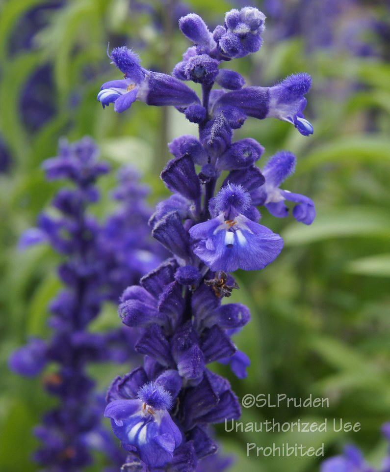 Photo of Mealycup Sage (Salvia farinacea 'Victoria Blue') uploaded by DaylilySLP