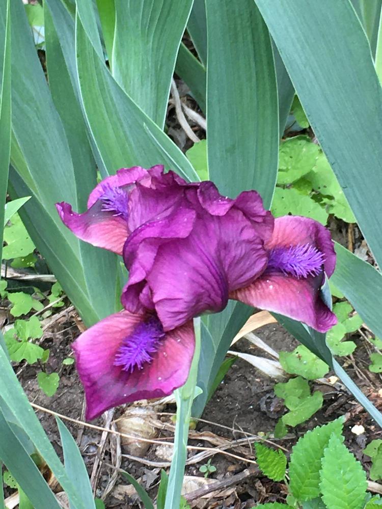 Photo of Irises (Iris) uploaded by antsinmypants