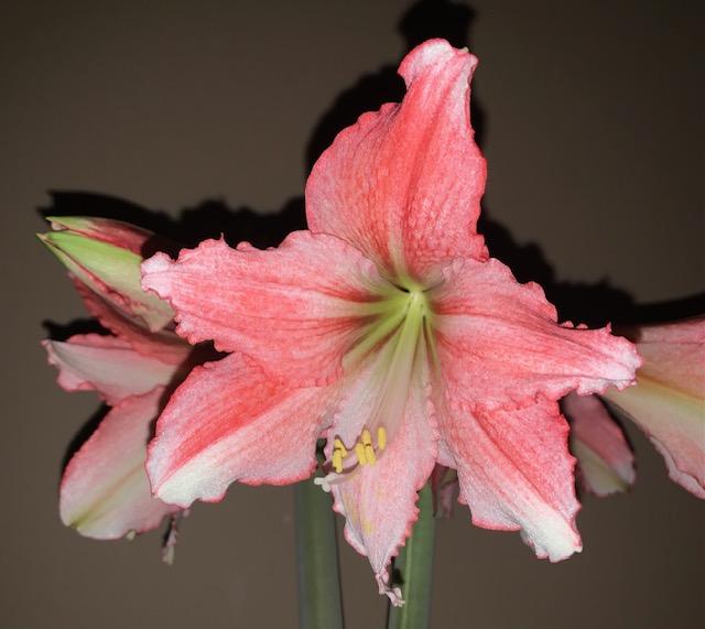 Photo of Amaryllis (Hippeastrum 'Tinkerbell') uploaded by jkporter