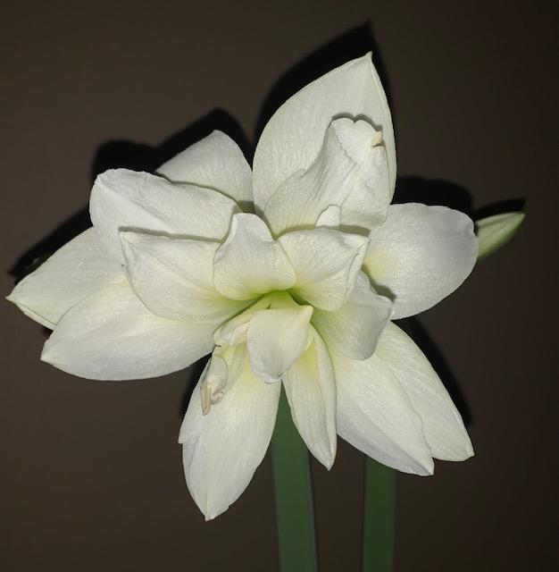 Photo of Amaryllis (Hippeastrum 'Marquis') uploaded by jkporter