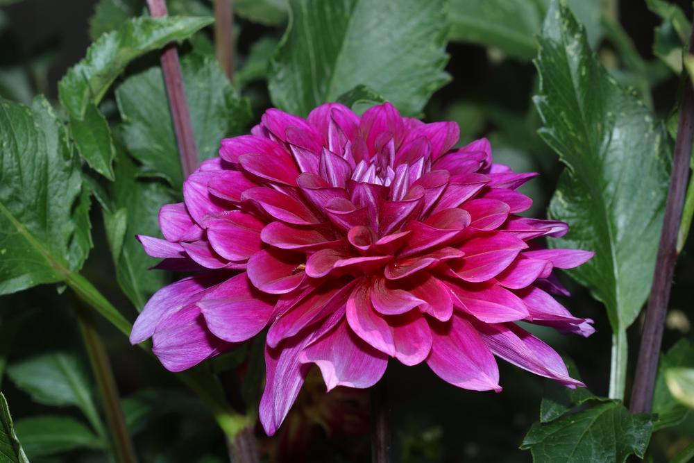 Photo of Dahlia 'Beets Me' uploaded by luvsgrtdanes