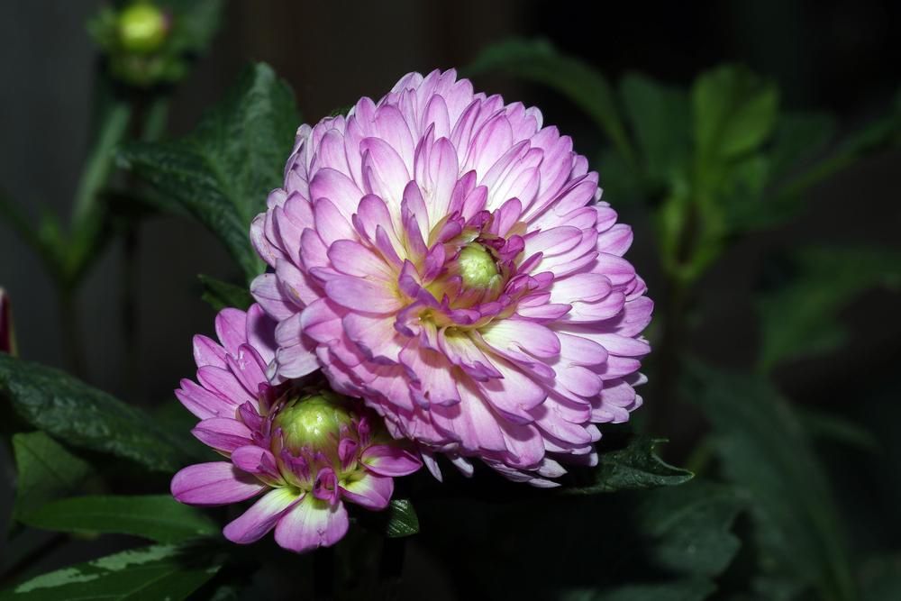 Photo of Dahlia 'Little Blessings' uploaded by luvsgrtdanes