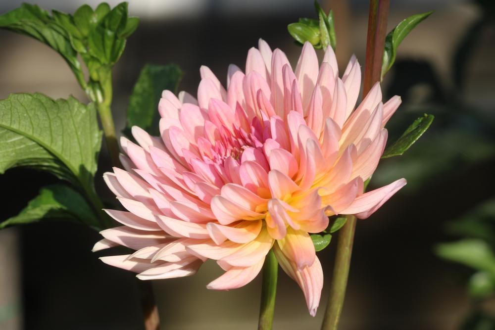 Photo of Dahlia 'Touche' uploaded by luvsgrtdanes