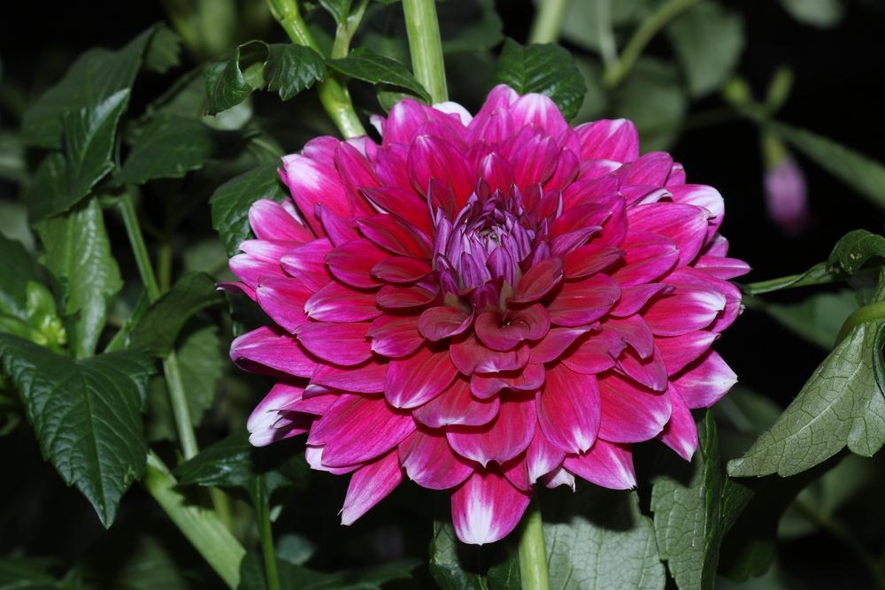 Photo of Dahlia 'Patches' uploaded by luvsgrtdanes